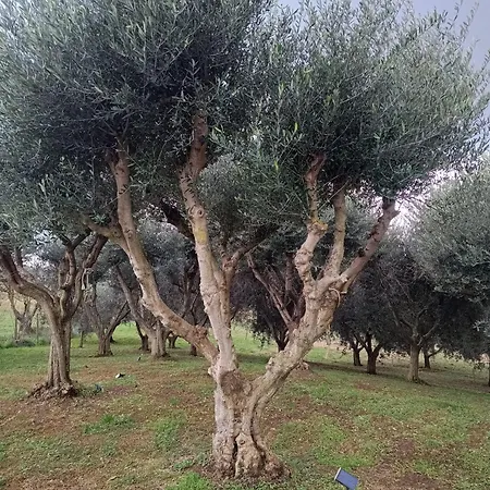Delizioso Casale A Capalbio
